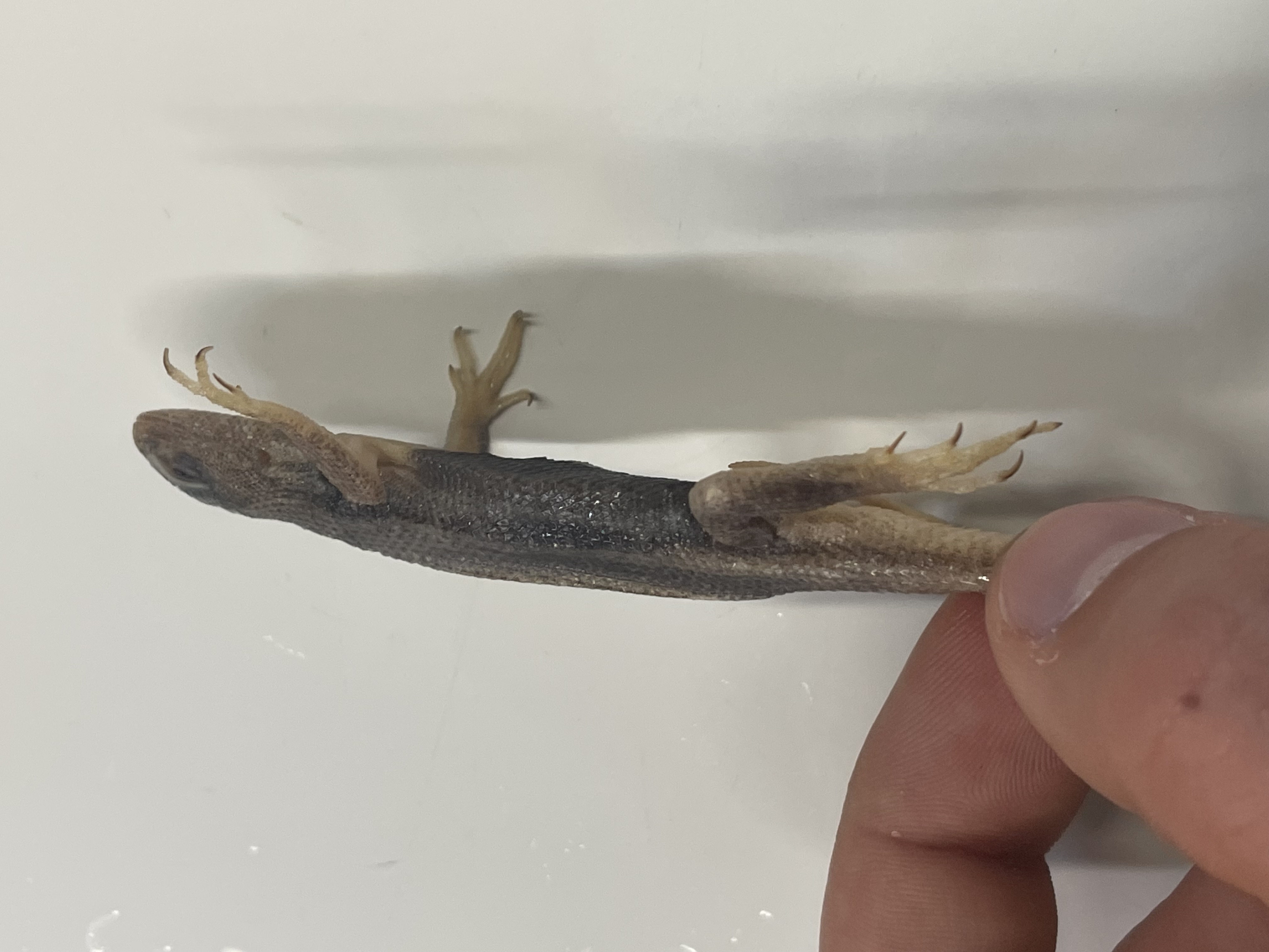 <p>Genus and species</p>