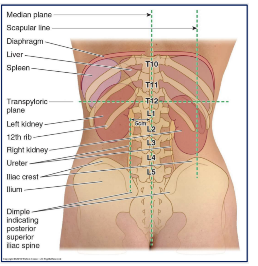 <ul><li><p><span>Both kidneys are related to the suprarenal, or adrenal, glands superiorly.</span></p></li><li><p><span>The right kidney is related to the liver, duodenum and ascending colon anteriorly.</span></p></li><li><p><span>The left kidney is related to the stomach, spleen, pancreas, jejunum and descending colon.</span></p></li></ul><p></p>