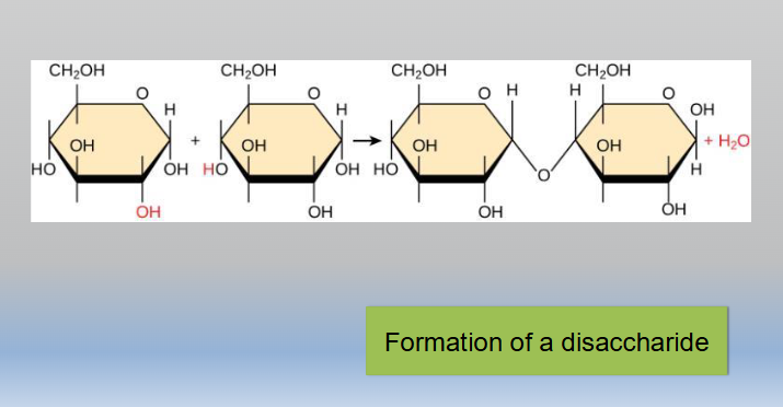 <p>A chemical reaction that joins smaller sub-units called <strong>monomers</strong> together to build larger <strong>polymers</strong> by removing a molecule of water</p><ul><li><p>Ex; two molecules of glucose are linked to form the disaccharide maltose and a water molecule is released in the process</p></li></ul><p></p>