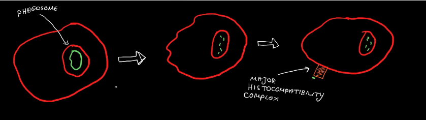 <p>Formed by phagosomes</p>