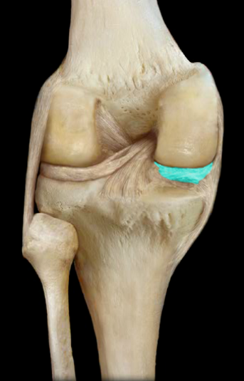 <p>half-moon shaped articular discs are located on the outer edges of the tibial plateau and they improve the fit of the tibia and femur bones, the tibial collateral ligament attaches to the medial meniscus</p>