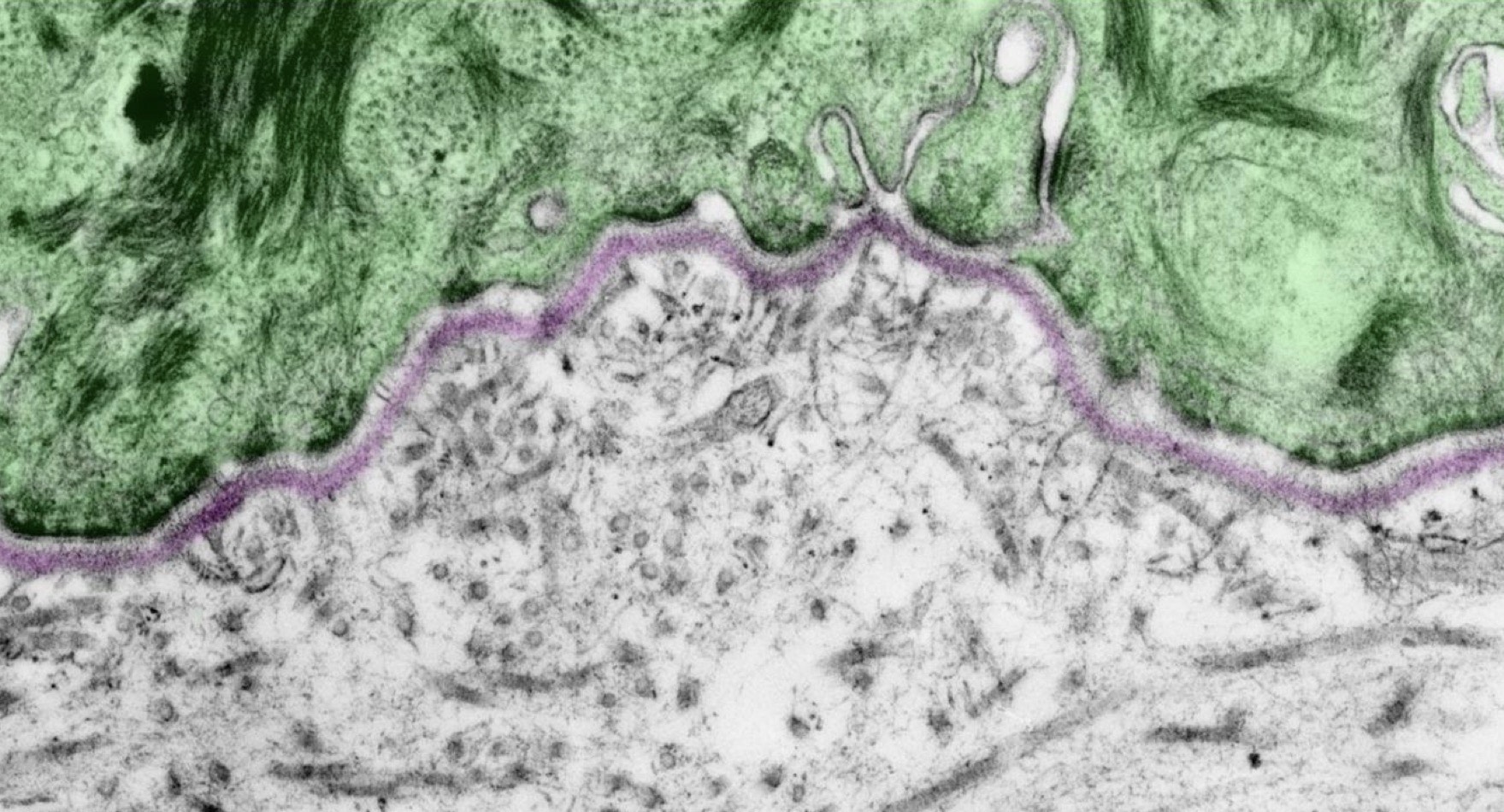 <p>Identify the structure</p>