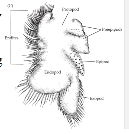 <p><strong><em><u>Phyllopodous</u></em></strong> limbs used for <strong><em><u>swimming, filter-feeding +/or Gas exchange</u></em></strong></p>
