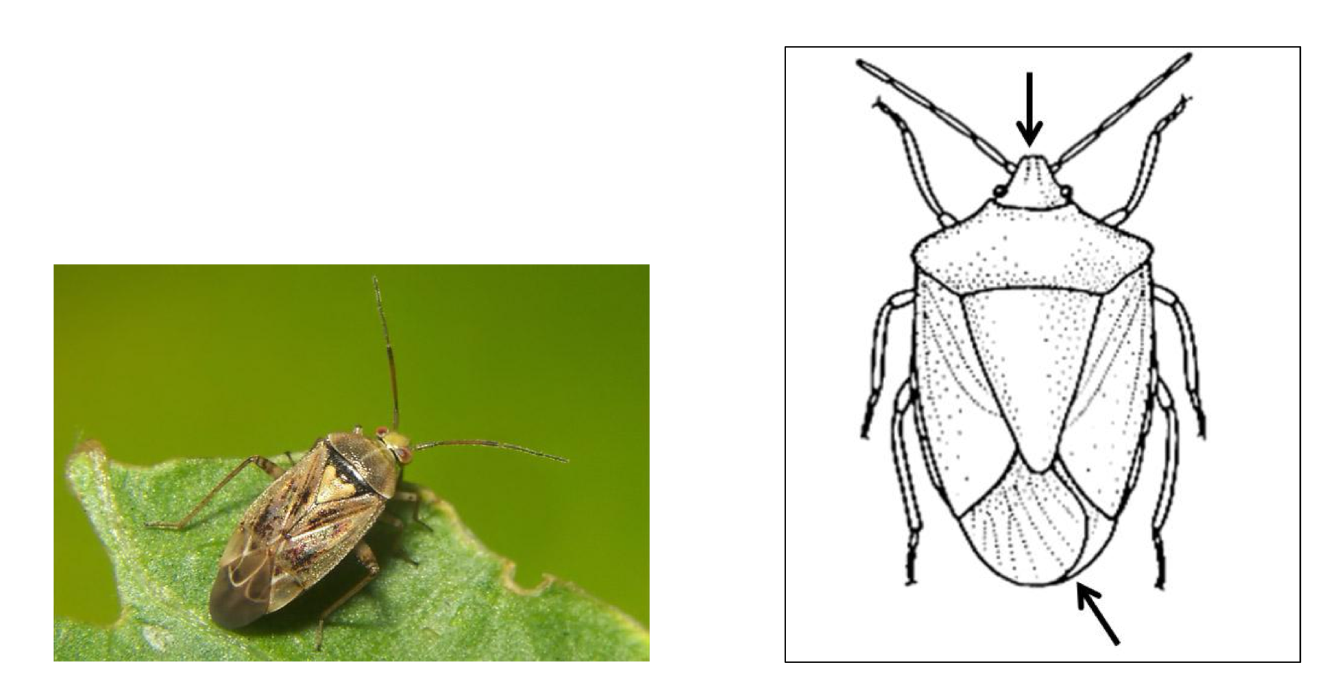 <p>What insect is this?</p>