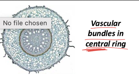 <p>The pith stores water and nutrients while the surrounding vascular ring transports water and sugars.</p>