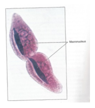 <p>What type of reproduction is this?</p>