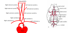 <ul><li><p>Delivered by a midline <strong>ventral spinal artery</strong> and paired <strong>dorsal spinal arteries</strong> located within the dura mater (arising from aortic branches).</p></li><li><p>Drained by ventral and dorsal spinal veins.</p></li></ul><p></p>
