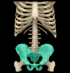 <p>appendicular skeleton</p>