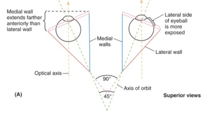 <p><strong>Optical</strong> axis</p>