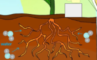 <p>photosynthesis cycle: name the step</p>