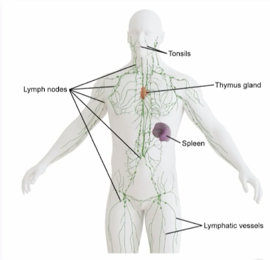 <p>Major immune center within the lympathic system</p><p>Location of T cell lymphocyte maturation </p>