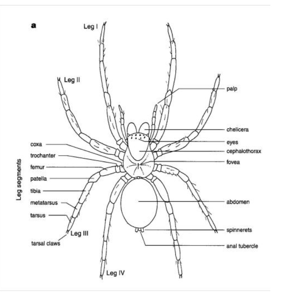 <p>What order do spiders belong to </p>
