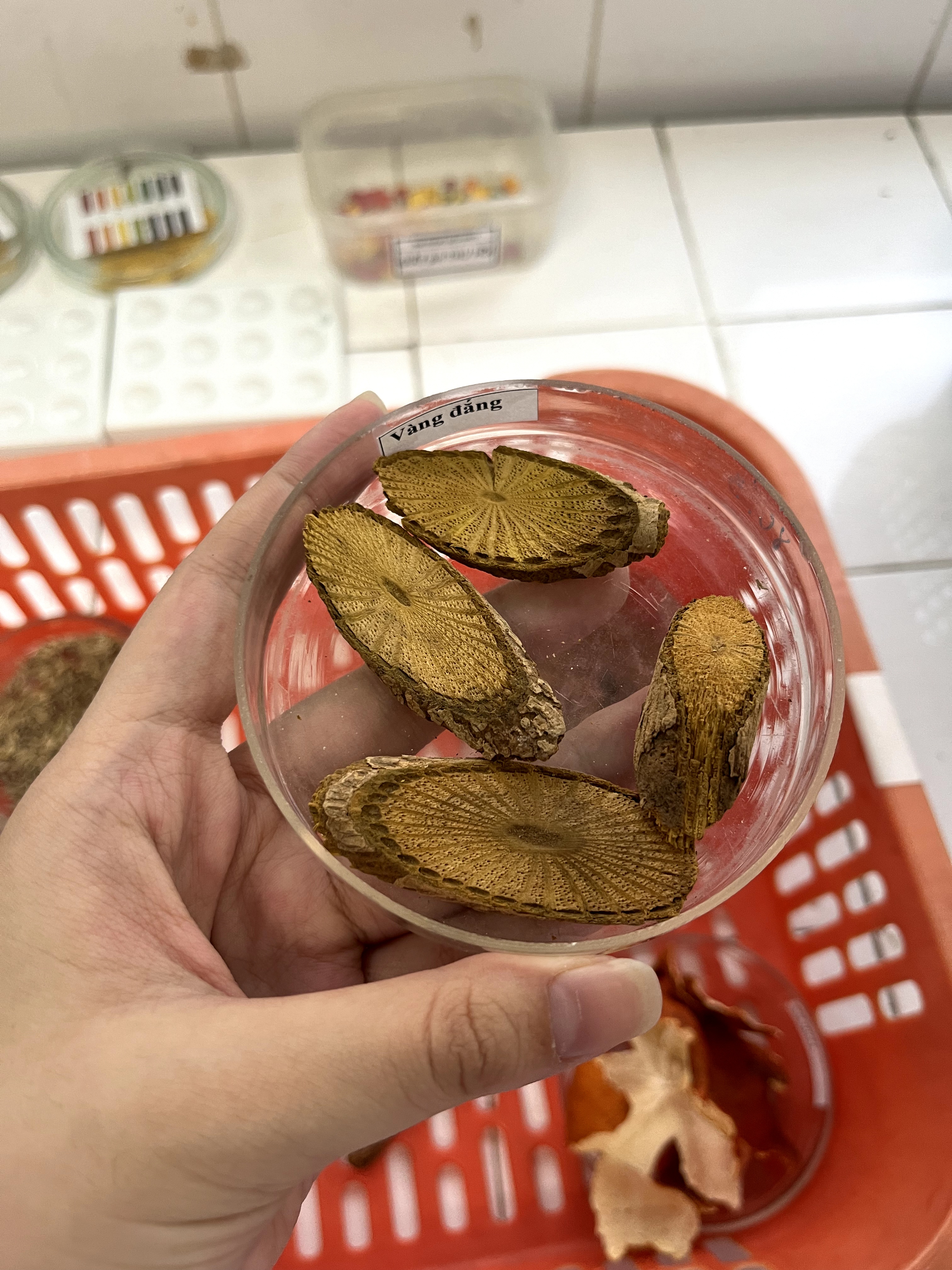 <p>vàng đắng</p>