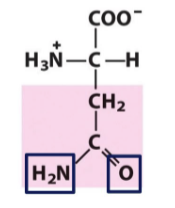<p>Asn </p><p>N </p><p>pKa Values = 2 (-COOH), 9 (-NH3+)</p>