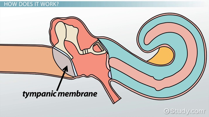 <p>tympanic membrane</p>