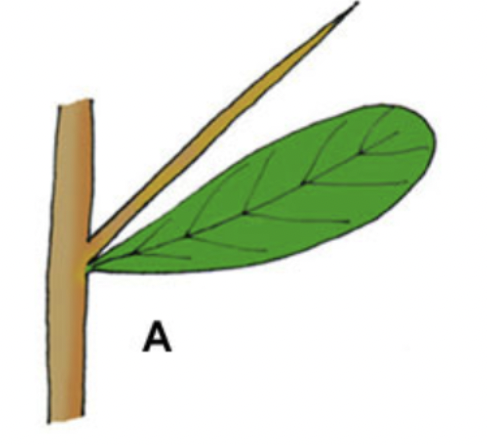 <p>Een tak die gereduceerd is tot een doorn. Tussen de doorn en de stam geen knoppen meer. Onder de doorn een blad aanwezig.</p>