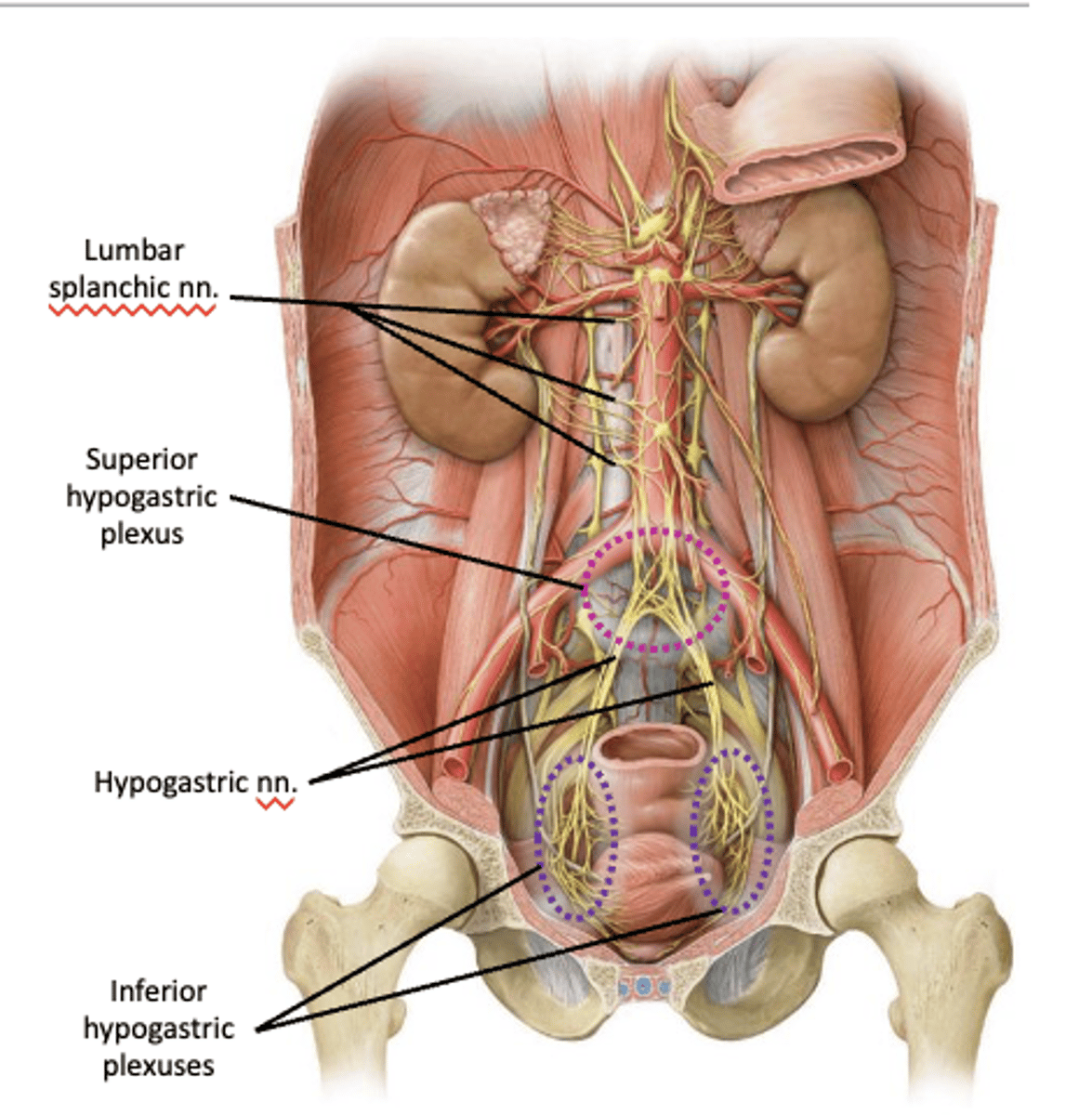 <p>where is the location of the inferior hypogastric plexus?</p>