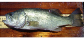 <p>What fish is this</p>