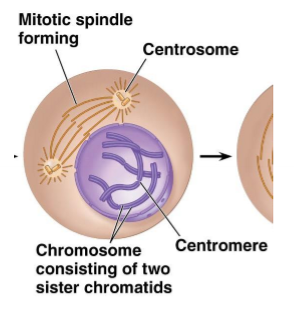 <p>chromatin coils and folds into discreet chromosomes… the chromosomes are 2 sister chromatids bound together … nucleus remains intact</p>