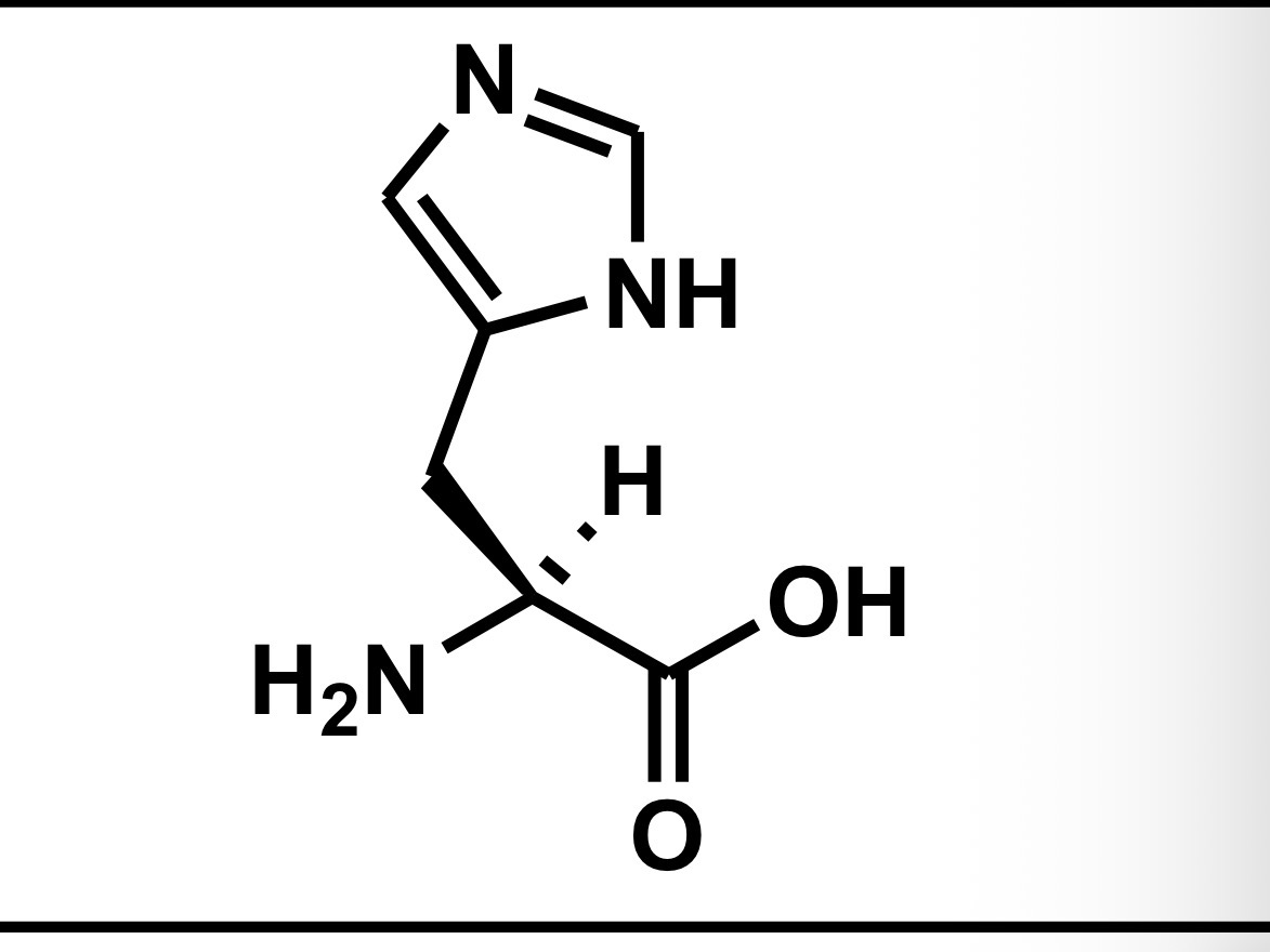 <p>His, H, +ve charged (basic) polar side chains, hydrophilic</p>