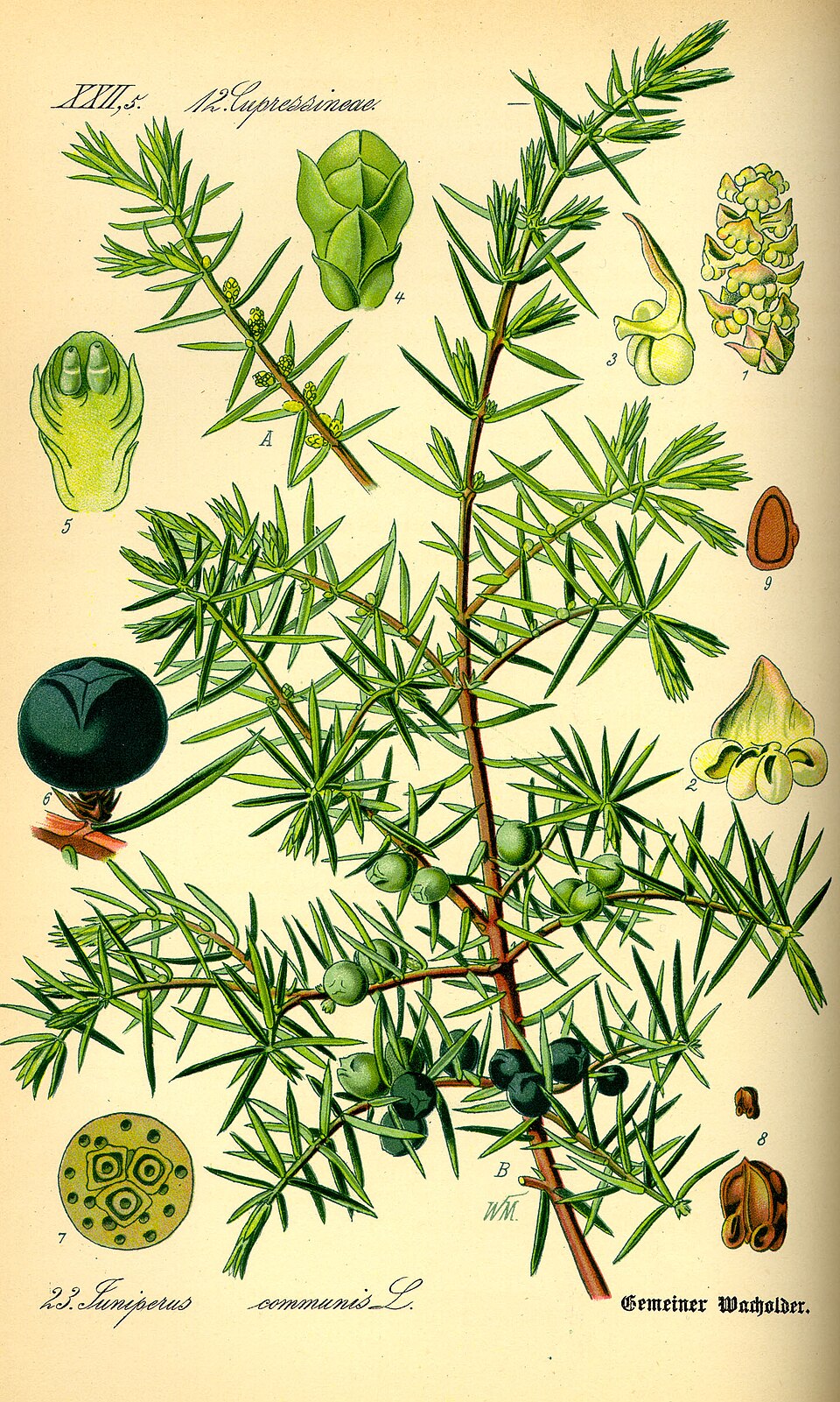 knowt flashcard image