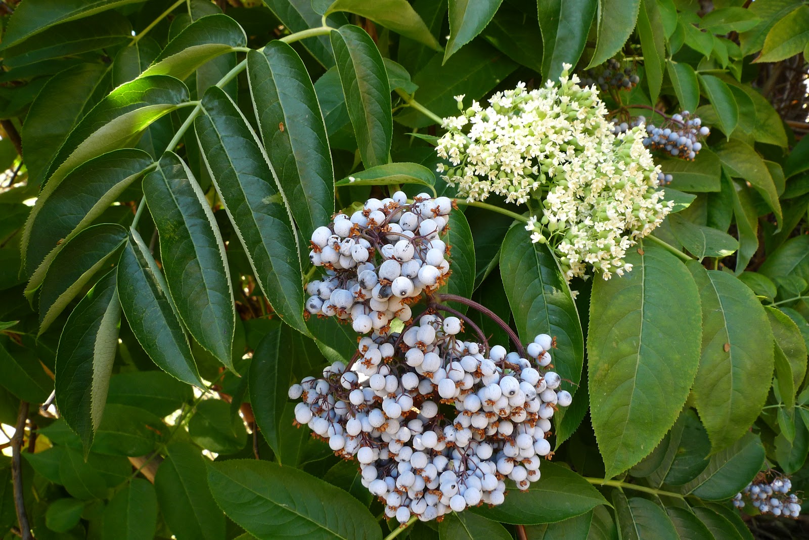 <p>Blue Elderberry / Sambucus nigrens ssp. cerulea</p>