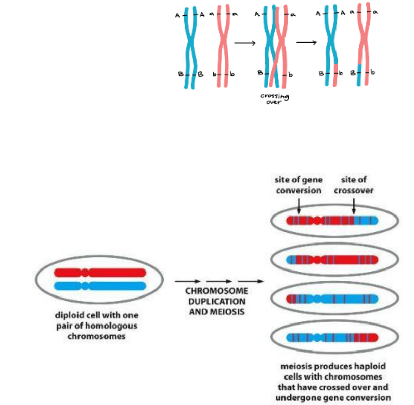 <p>Recombination during meiosis </p>