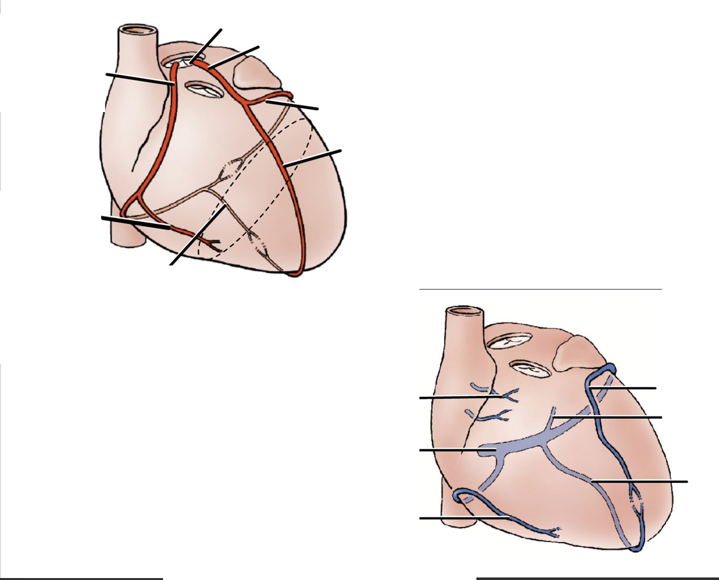 <p>Blood Vessels of the Heart</p>