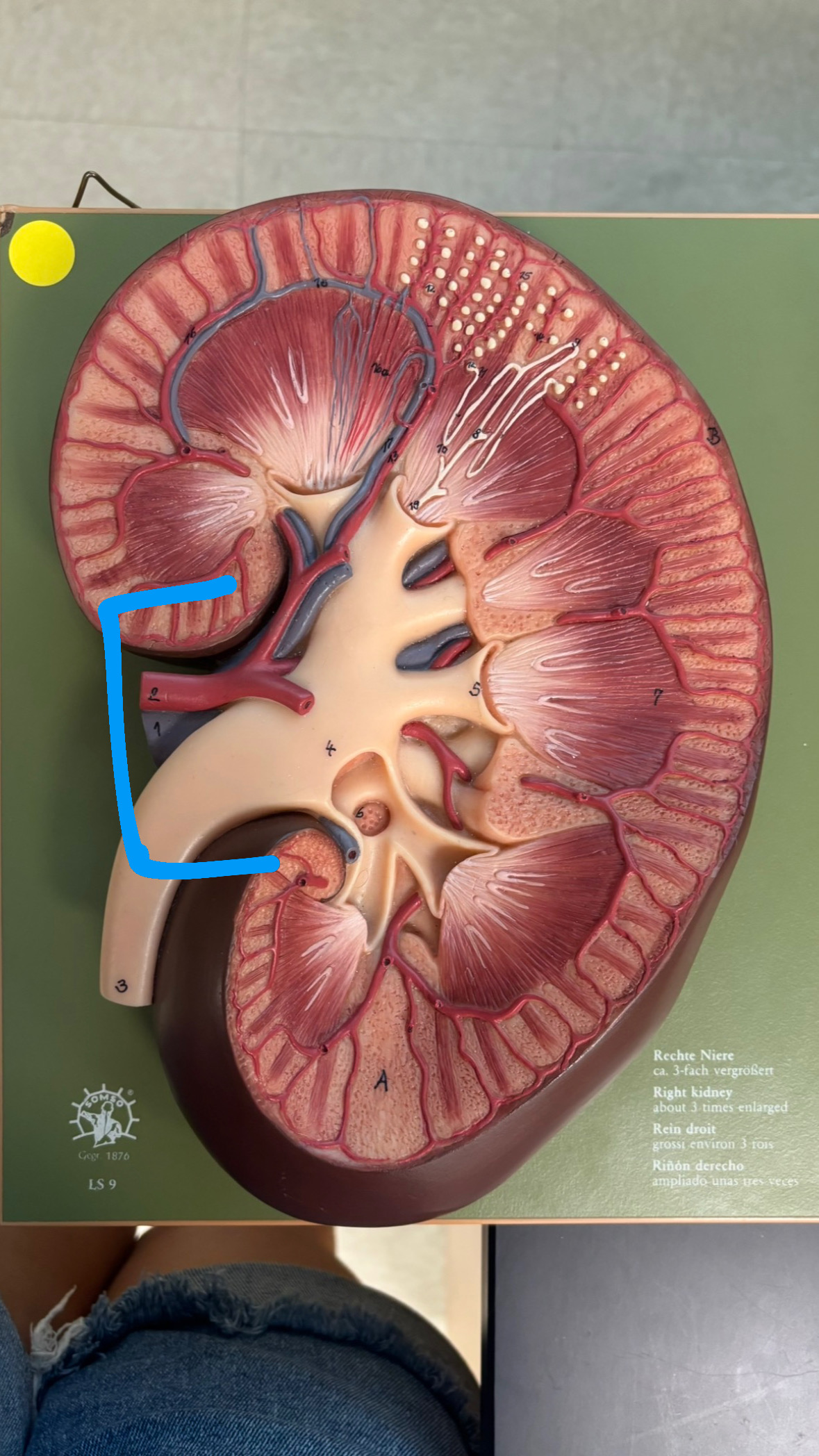 knowt flashcard image