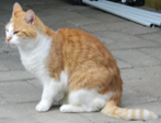<p>welk type kat is dit</p>