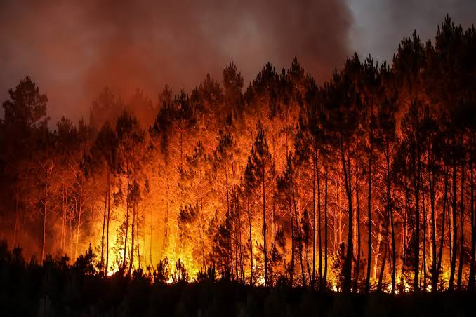 <p>wildfire [<span>ˈwaɪldfaɪə(r)]</span></p>