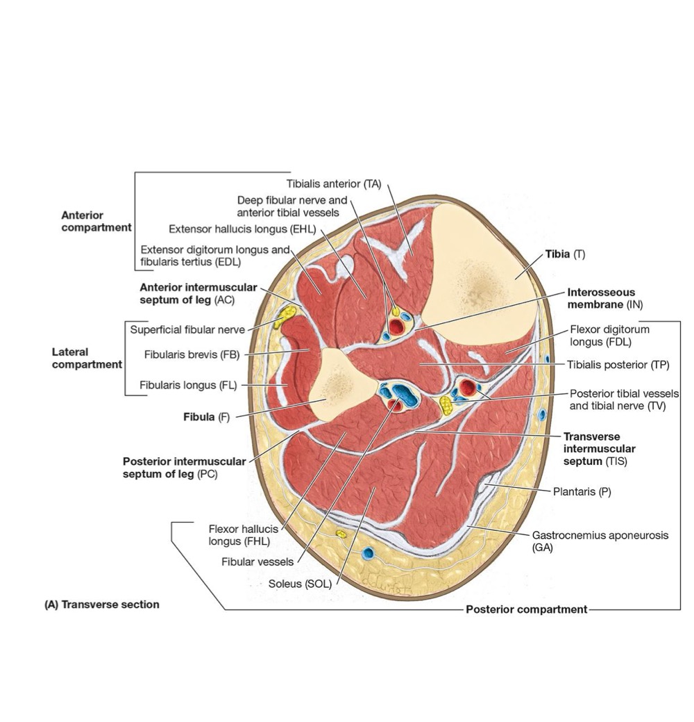 <ul><li><p>BONES:</p><ul><li><p>Tibia + Fibula</p></li><li><p>Connected by an interosseous membrane</p></li></ul></li></ul><p></p><ul><li><p>3 FASCIAL COMPARTMENTS:</p><ul><li><p>ANT</p></li><li><p>LATERAL</p></li><li><p>POST (Superficial + Deep)</p></li><li><p>Separated by ANT + POST intermuscular septa</p></li></ul></li></ul><p></p><p></p><p></p>