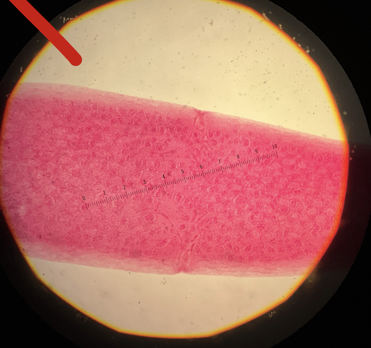 <p>Kingdom?</p><p class="p1">Phylum?</p><p class="p1">Class?</p><p class="p1">Subclass?</p><p class="p1">Order?</p><p class="p1">Family?</p><p class="p1">Species/Stage?</p>