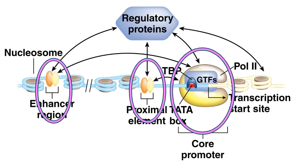 <ol><li><p><strong>Core Promoter Region</strong>:</p><ul><li><p>Immediately adjacent to the transcription start site.</p></li><li><p>Contains the <strong>TATA box</strong> and other sequences.</p></li><li><p>Binds RNA polymerase II (Pol II) and its associated general transcription factors (GTFs).</p></li></ul></li><li><p><strong>Proximal Elements</strong>:</p><ul><li><p>Located upstream of the core promoter (e.g., CAAT box, GC box).</p></li><li><p>Also regulate gene expression.</p></li></ul></li><li><p><strong>Enhancer and Silencer Sequences</strong>:</p><ul><li><p>Located at greater distances from the core promoter.</p></li><li><p><strong>Enhancers</strong>: Increase transcription.</p></li><li><p><strong>Silencers</strong>: Decrease transcription.</p></li></ul></li></ol><p></p>