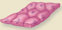 <p>Epithelium that forms both </p><ul><li><p>Alveolar Ducts </p></li><li><p>Alveoli </p></li></ul><p></p>