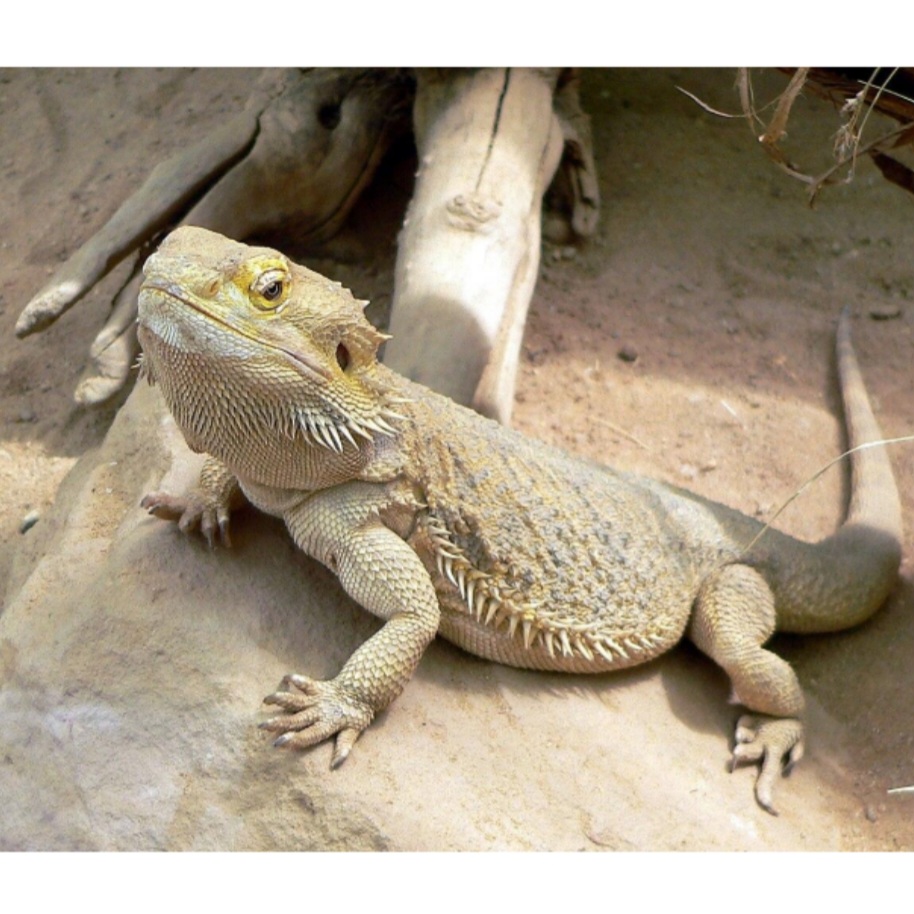<p>name this animal</p>