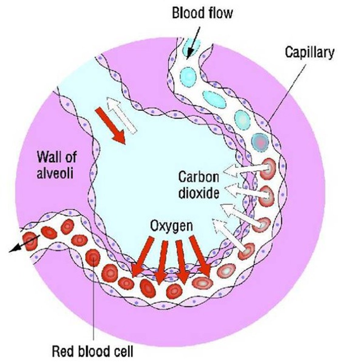 <p>Gaseous exchange is the biological process where oxygen and carbon dioxide passively diffuse across a membrane.</p>