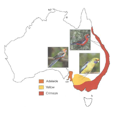 <p>Sometime it is difficult to examine the EXTENT of interbreeding</p><p>E.g. Crimson, Adelaide, and Yellow rosella appear to be different species based on appearance (morphology)</p><p>There is some overlap in where they are disturbed but they are able to interbreed, creating hybrids</p><p>Scientists have hypothesized that populations in this situation may be in the process of gradual divergence into difference species</p>