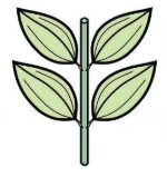 <p>arranged in pairs along an axis (e.g two leaves per node)</p>