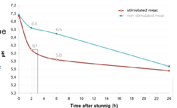 <p>Electrical stimulation makes muscle use up ATP quickly</p><p>Break down glycogen faster </p><p>Glycogen is used up and no ATP left</p><p>Stop the strong contractions</p>