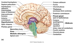 <ul><li><p>transmit ascending and descending impulses</p></li></ul><p></p>