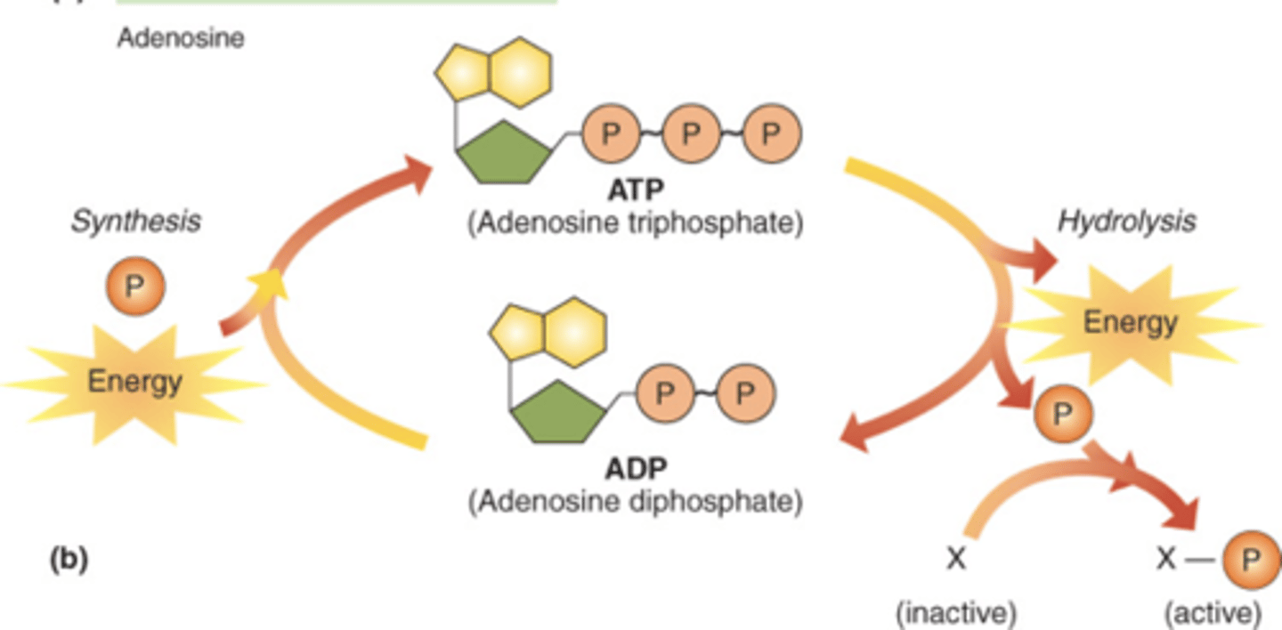 <p>ATP</p>