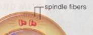 <p>help pull apart the cell during replication and are made up of micrtubules</p>