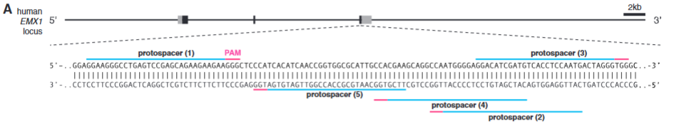 <p>explain fig 2A Cong</p>