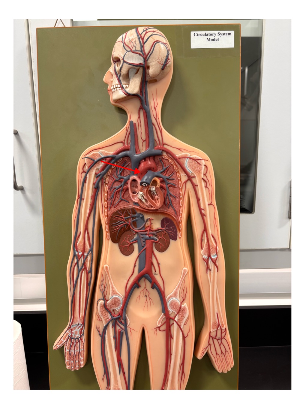 <p>name the blood vessel</p>