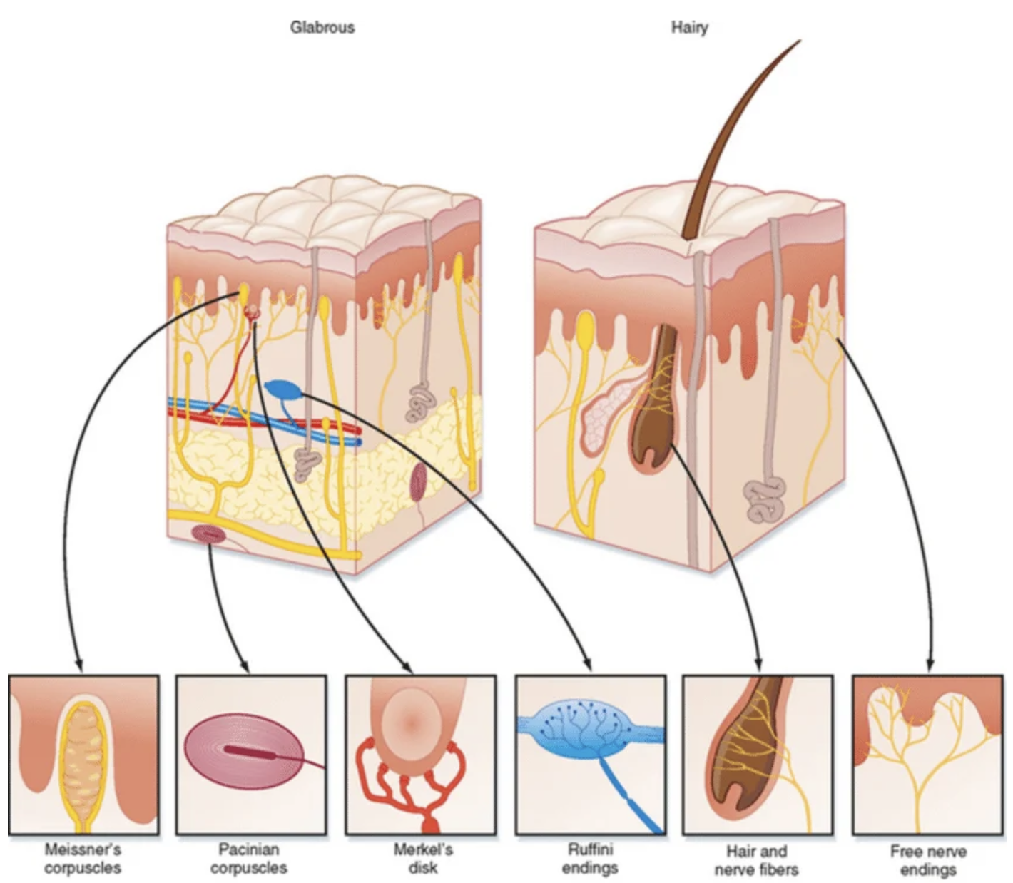 <p>“How’s My Pretty Mechano Receptor”</p><p>Hair Follicle Receptor</p><p>Meissner’s Corpuscle</p><p>Pacinean’s Corpuscle</p><p>Merkel’s Disc</p><p>Ruffini’s Corpuscle</p><p>All work by allowing influx of Na<sup>+ </sup>one way or another </p>