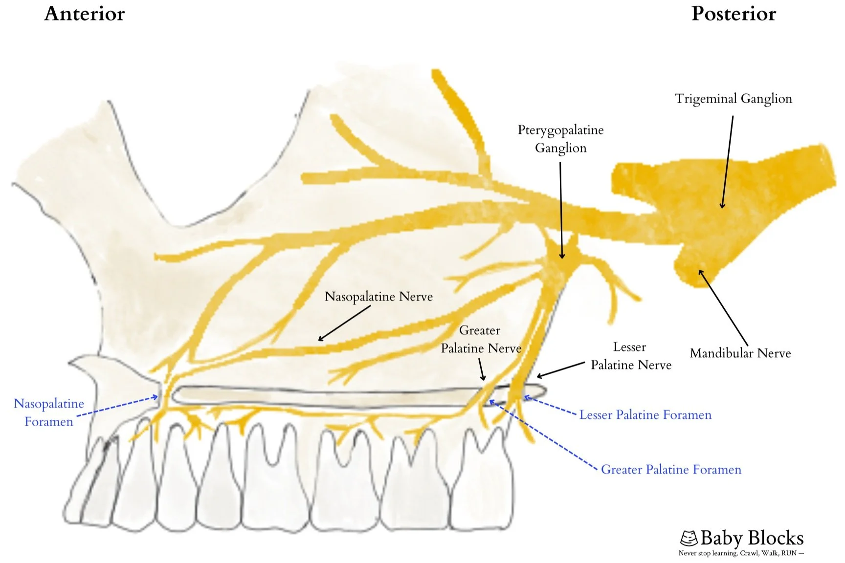 <p>Branches off CNV2 as it passes through the ptg ganglion </p><ol><li><p>runs inferiorly from the ptg ganglion</p></li><li><p>goes through the greater palatine canal </p></li><li><p>exits onto the hard palate via the greater palatine foramen</p></li></ol><p></p>
