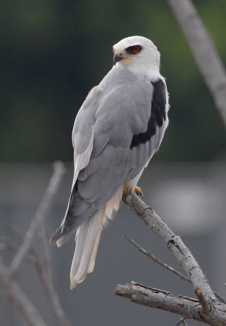 <p>mostly white, small hawk. gray wings/back, black shoulders. hovers over open areas for prey (mice, snakes, etc). perches on tall vegetation. Length: 14-15 in, Wingspan: 3ft.</p><img src="https://assets.knowt.com/user-attachments/ec8fb3ce-a503-477a-baec-9314afdee81d.png" data-width="50%" data-align="center" alt="" style="display: block; width: 50%; margin-left: auto; margin-right: auto;"><p></p>