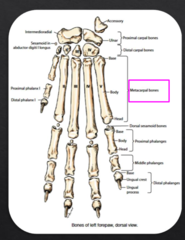 <p>the accessory carpal bone</p>