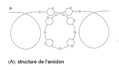 <p>polysaccharide avec 1 seul type de sucre (glucose)= Homopolysaccharide</p><p>molécule de réserve nrgétique chez les plantes, nutritionnel chez l’Homme</p><p></p>